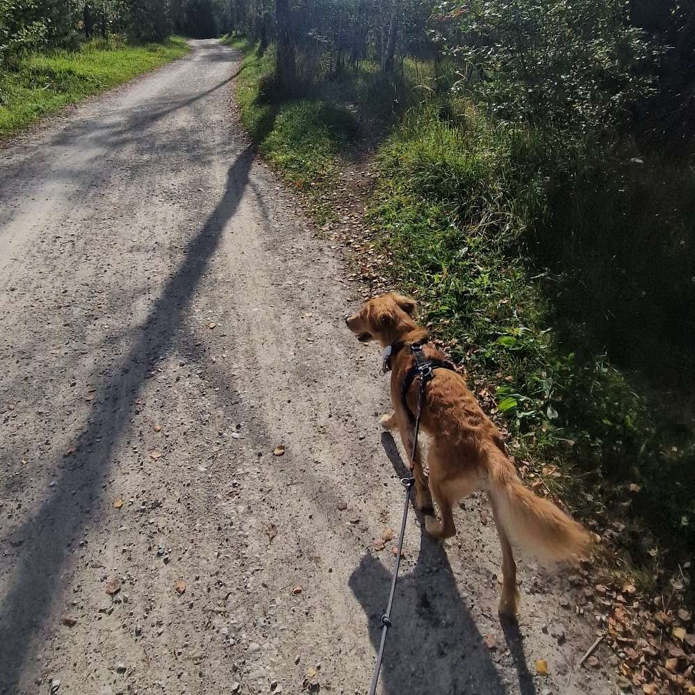 Hundetreffen-Gemeinsamer Spaziergang-Profilbild