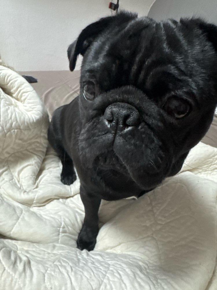 Hundetreffen-Spielpartner für Lucky-Profilbild