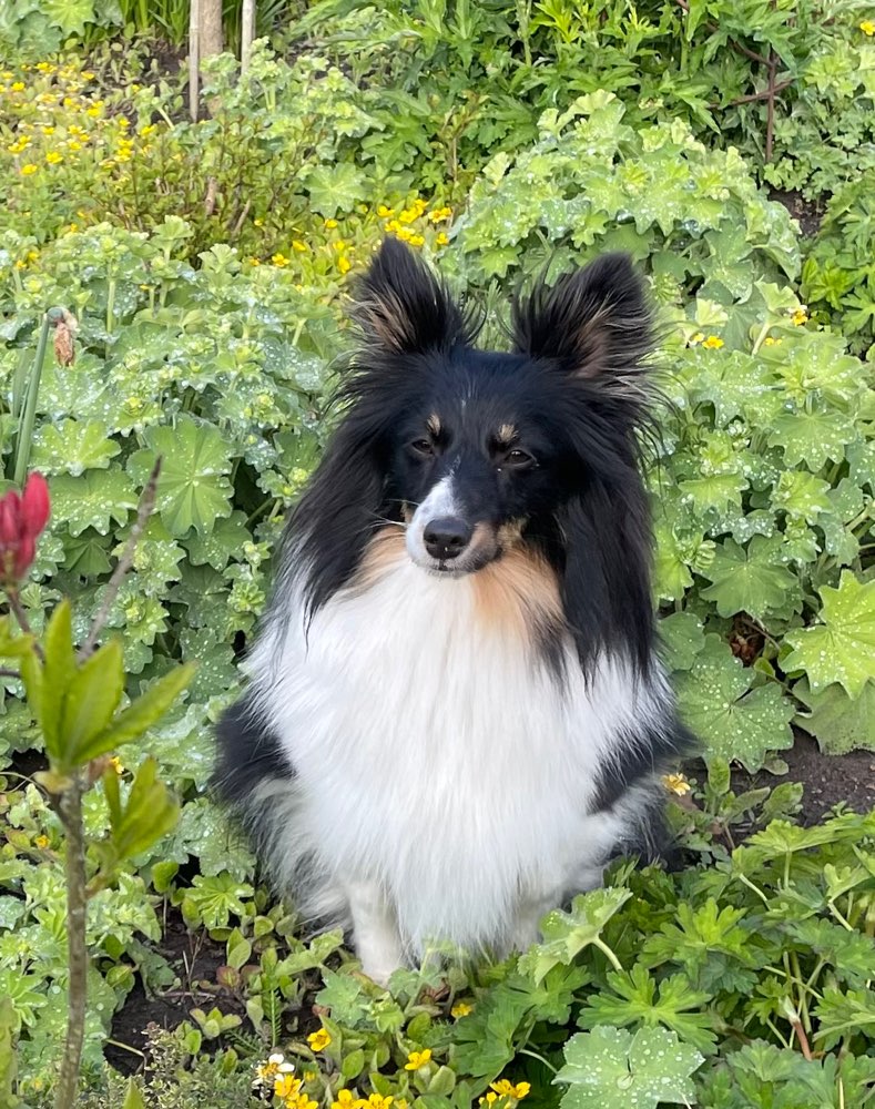 Hundetreffen-Spielen im Garten-Profilbild
