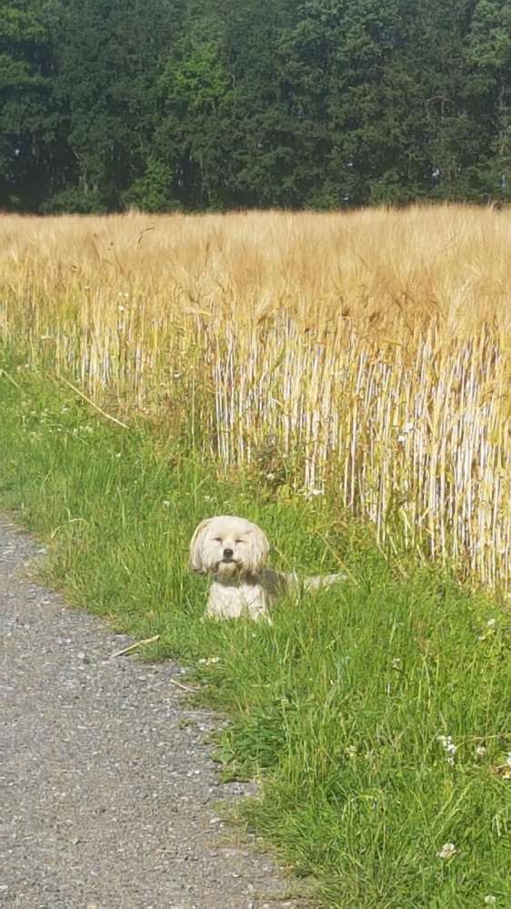 Hundetreffen-Spazieren und toben aufn Land-Profilbild