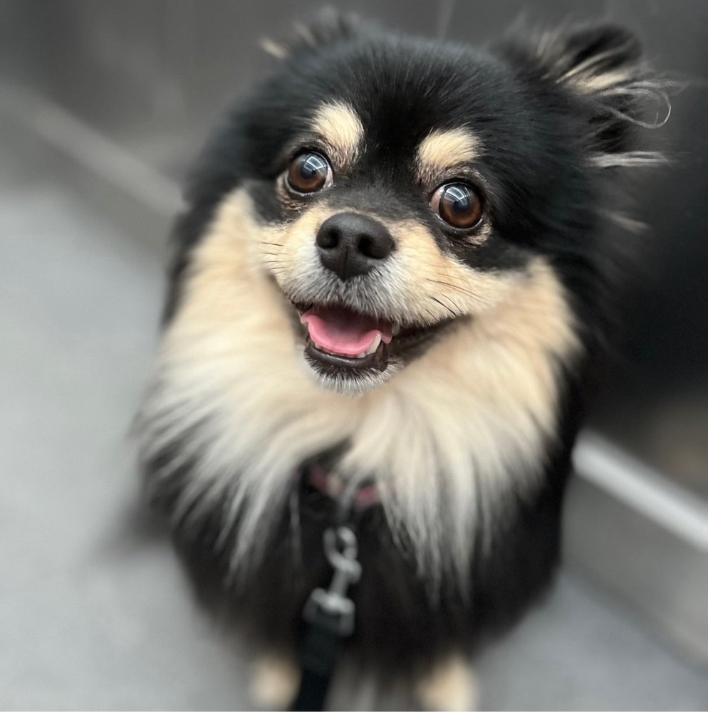 Hundetreffen-Gassirunde in Friedrichshain Nähe Ostbahnhof-Profilbild