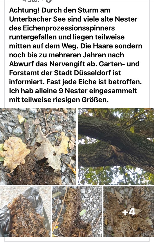 Giftköder-Nester vom Eichenprozessionsspinner-Profilbild