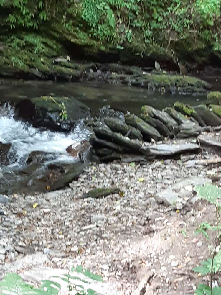 Giftköder-Tierkadaver im Endertbach-Profilbild