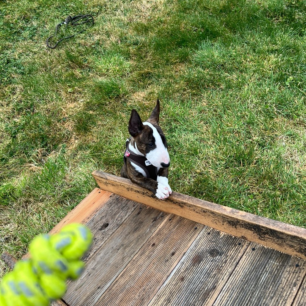 Hundetreffen-"Welpentreff: Spielrunden für das perfekte Gassigehen"-Profilbild