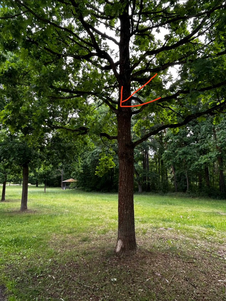 Giftköder-Eichen-Prozessionsspinner-Profilbild