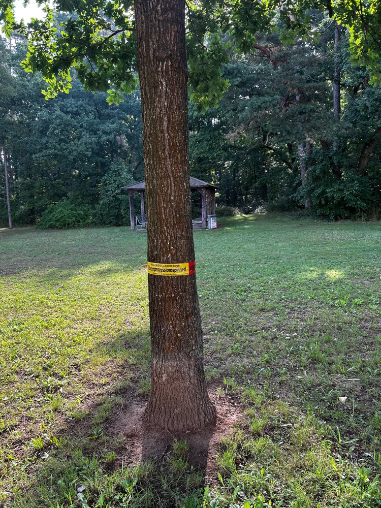 Giftköder-Vorsicht Eichenprozessionsspinner-Profilbild