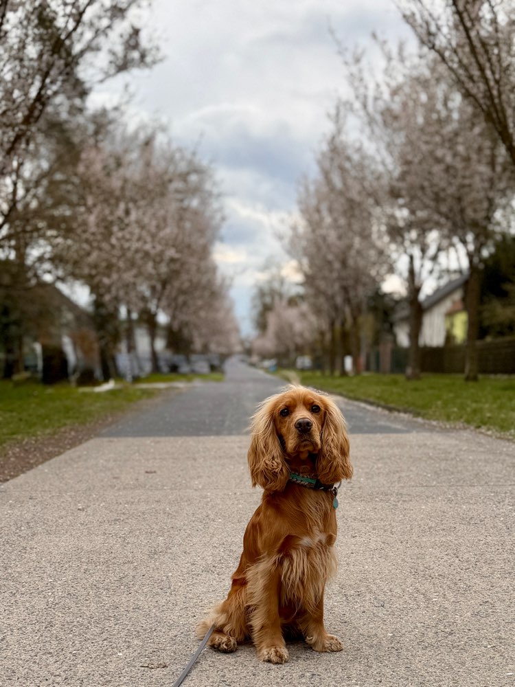 277. Foto Challenge Banner