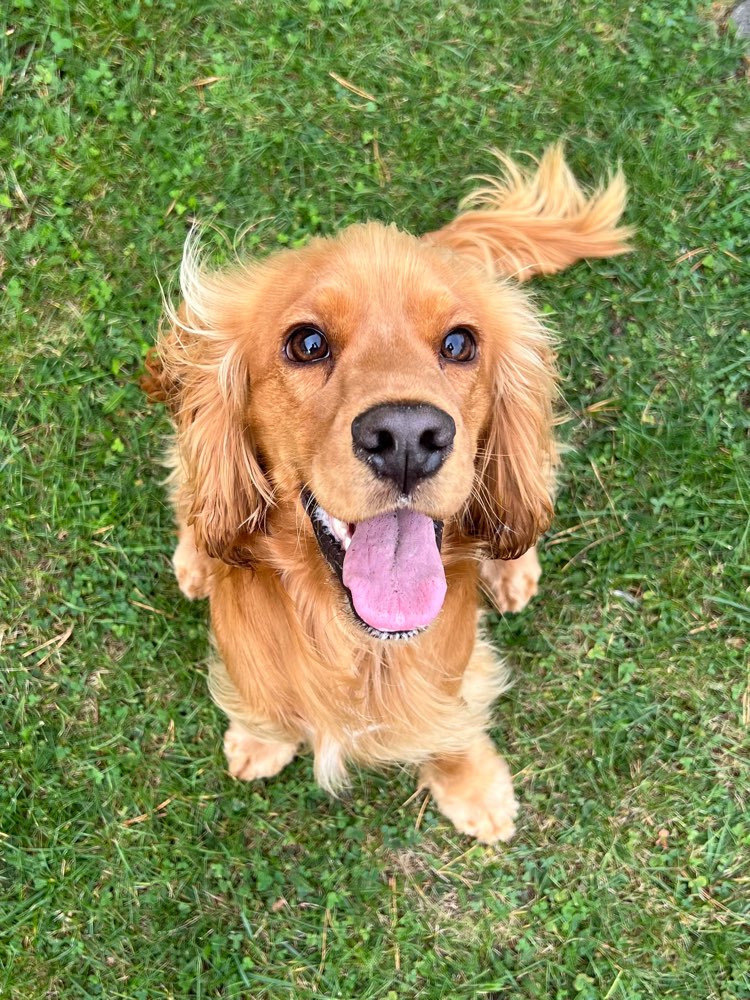 143. Fotochallenge “ Dein Hund von oben „ Banner