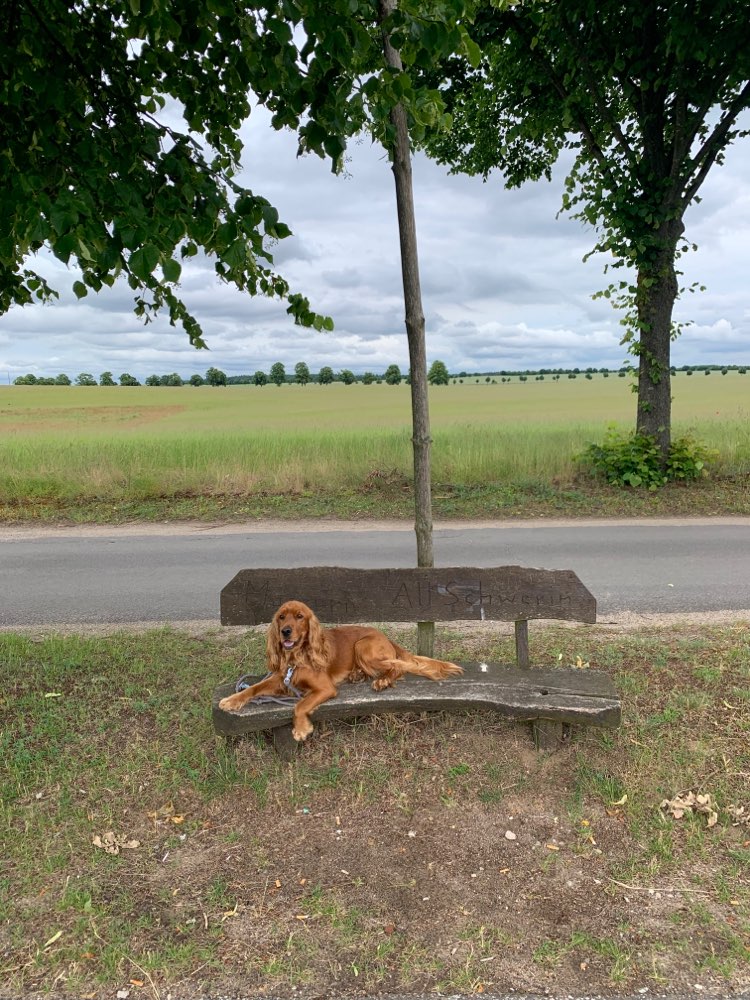 Hundetreffen-Hunderunde in Penig-Profilbild