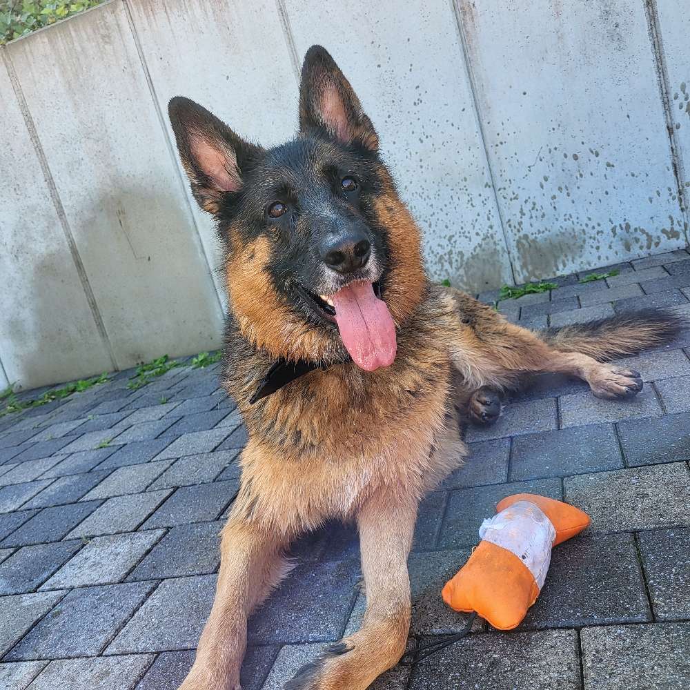 Hundetreffen-Gassirunde-Profilbild