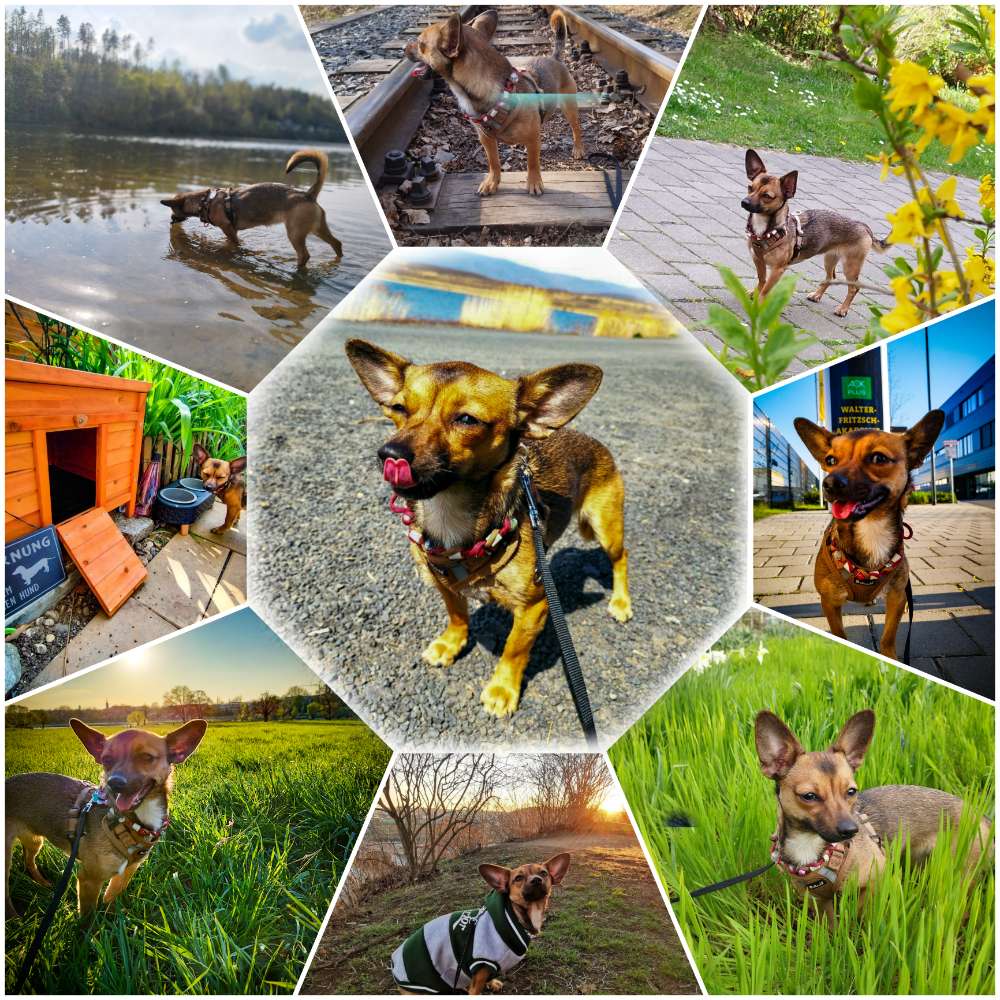 Hundetreffen-Spontane Treffen-Profilbild