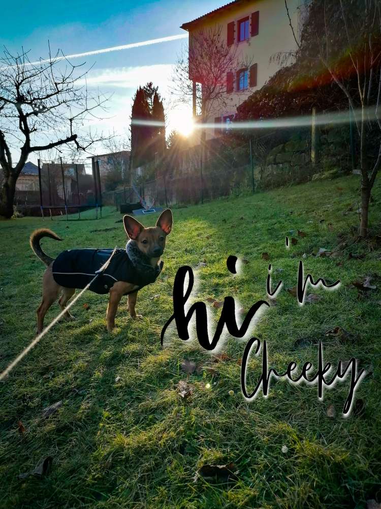 Hundetreffen-Kleine Bello's, großes Herz (bis 45cm)-Profilbild