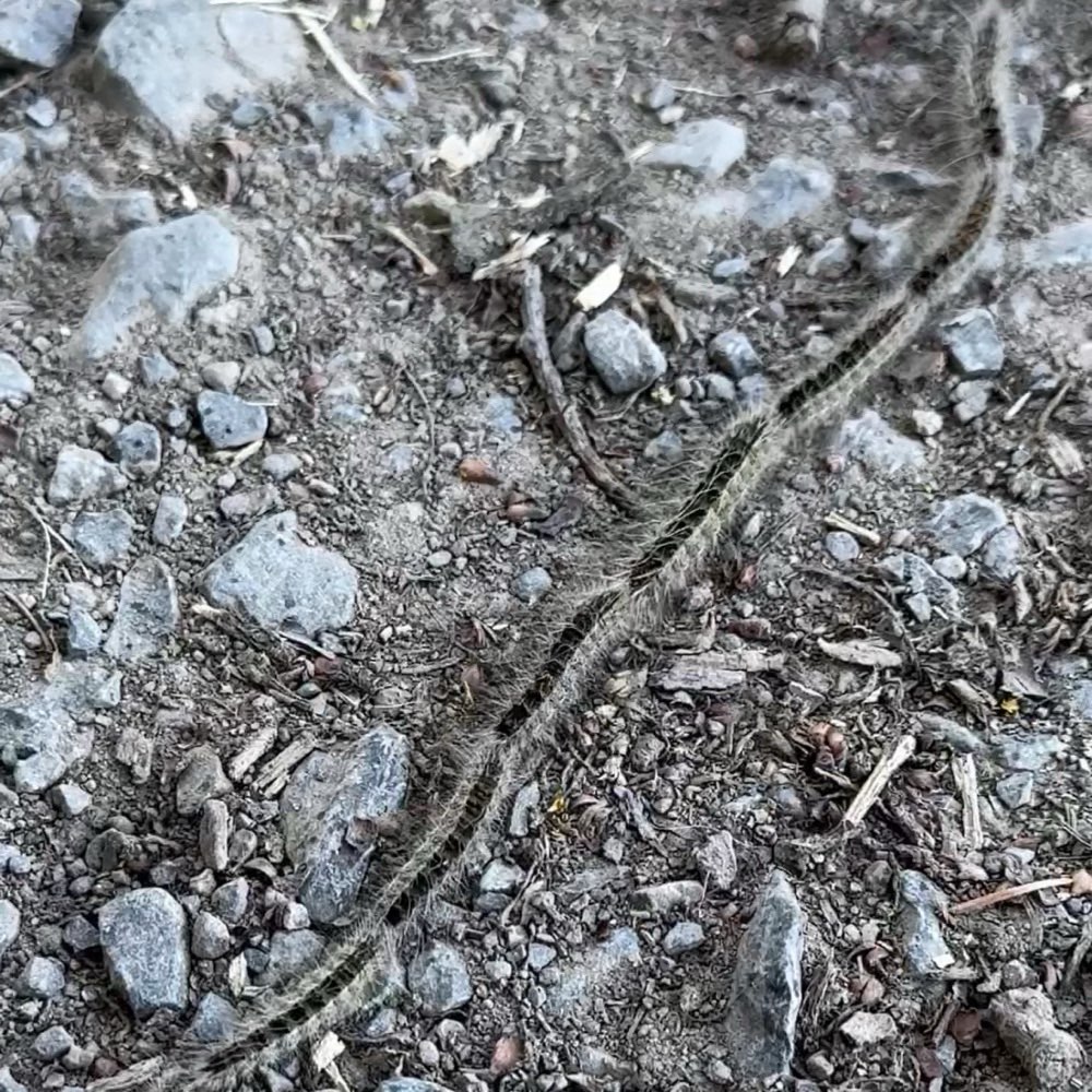 Giftköder-Eichenprozessionsspinner-Profilbild