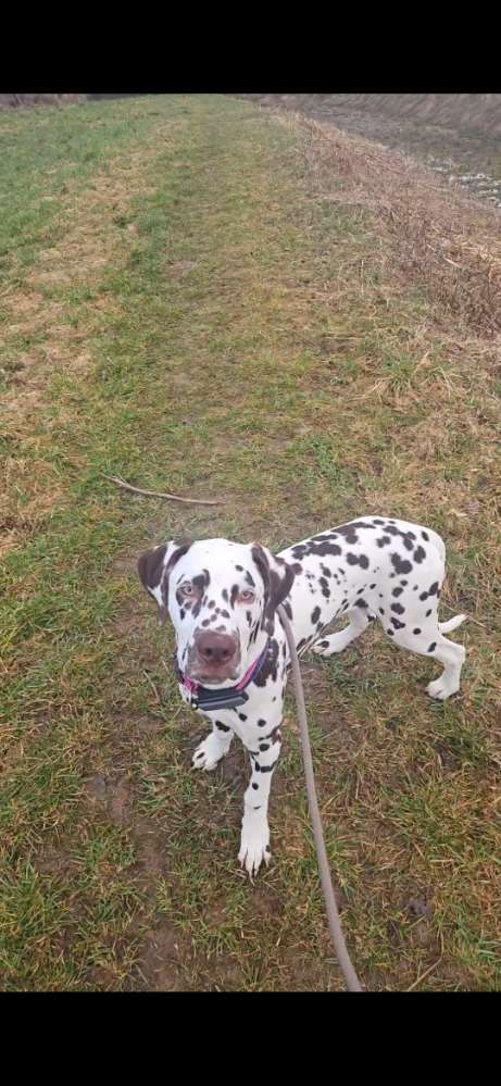 Hundetreffen-Spiel und Spaziergangtreff Bayreuth-Profilbild