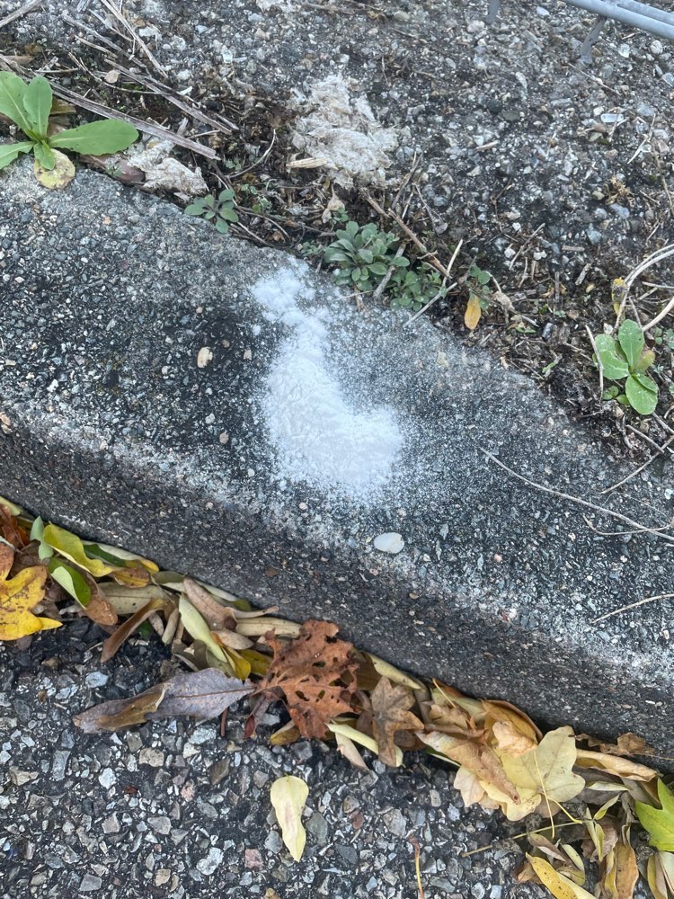 Giftköder-Weißes Pulver-Profilbild
