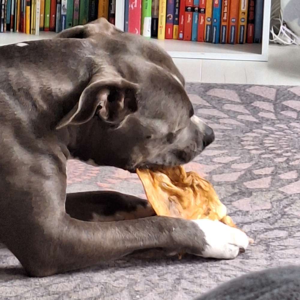 Hundetreffen-Gemeinsame Spaziergänge/ Training. Wenn es gut läuft- dürfen die Hunde gerne Kontakt haben-Profilbild