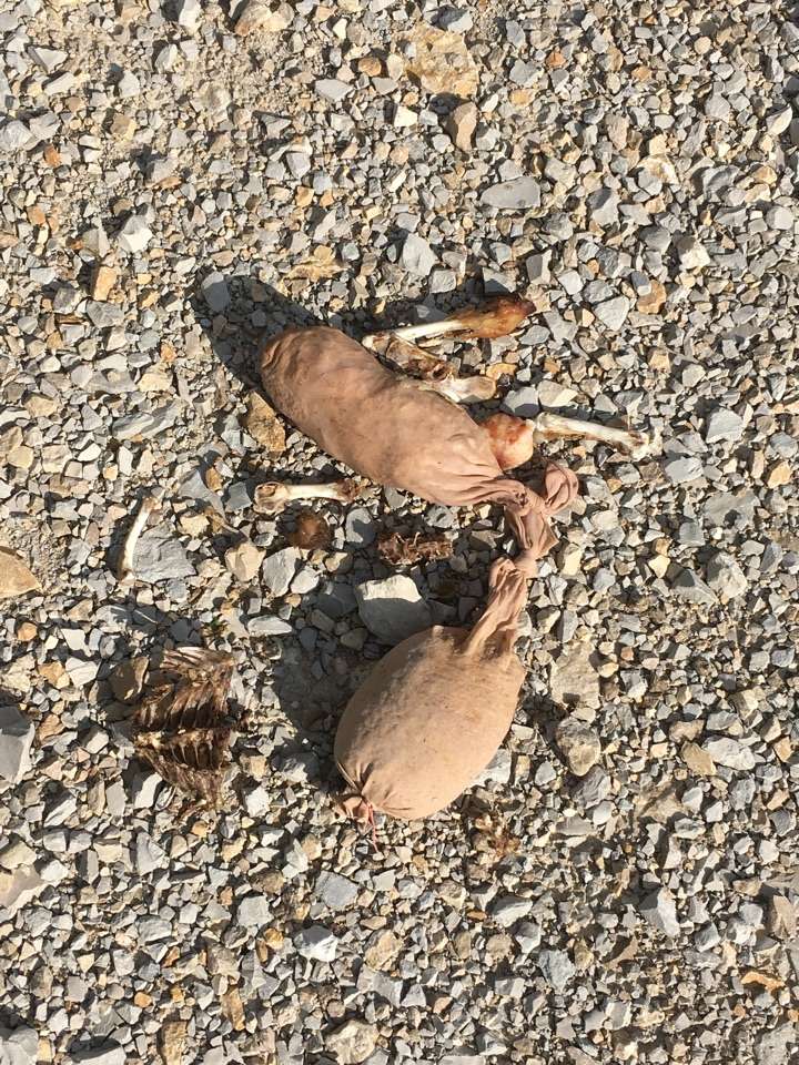 Giftköder-Giftköder-Profilbild