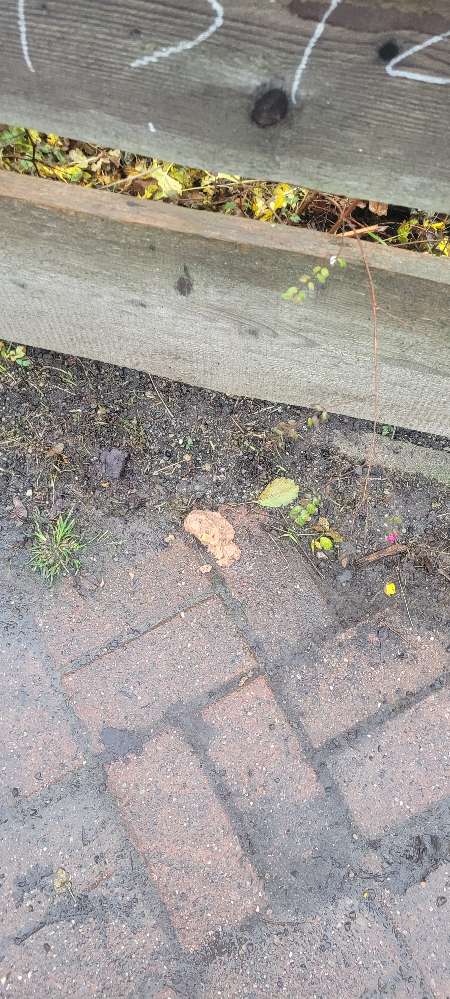 Giftköder-Erbrochenes oder ausgelegtes Mett-Profilbild