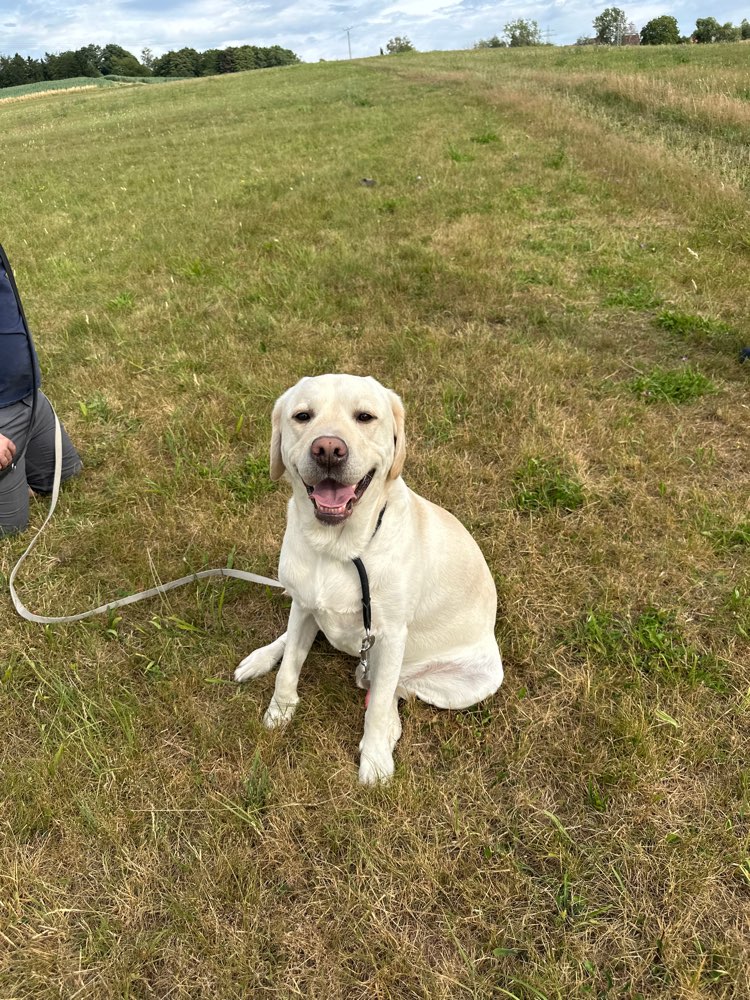 Hundetreffen-Hundefreunde für Buddy gesucht🐾-Profilbild