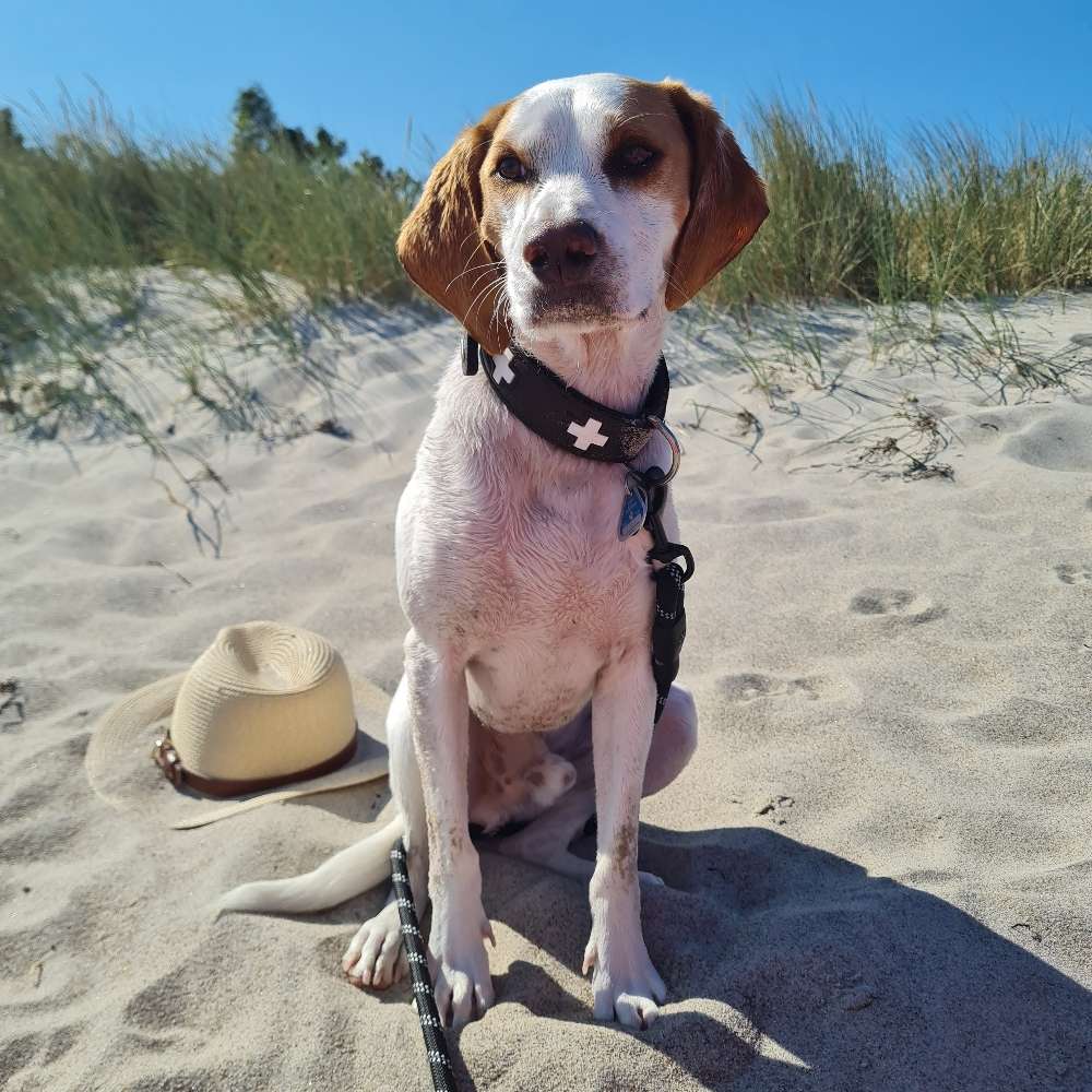 Hundetreffen-Gassi&Spiel-Profilbild