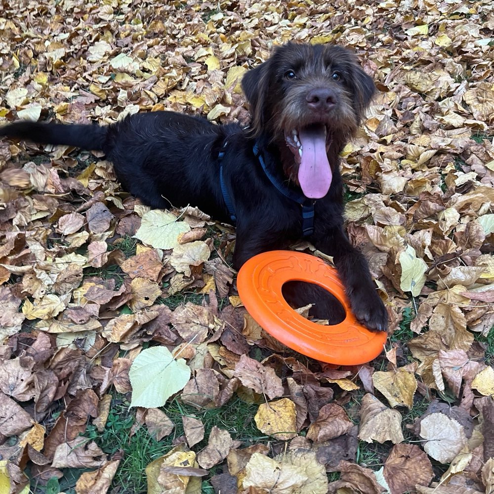 Hundetreffen-Samson sucht Spielfreunde-Profilbild