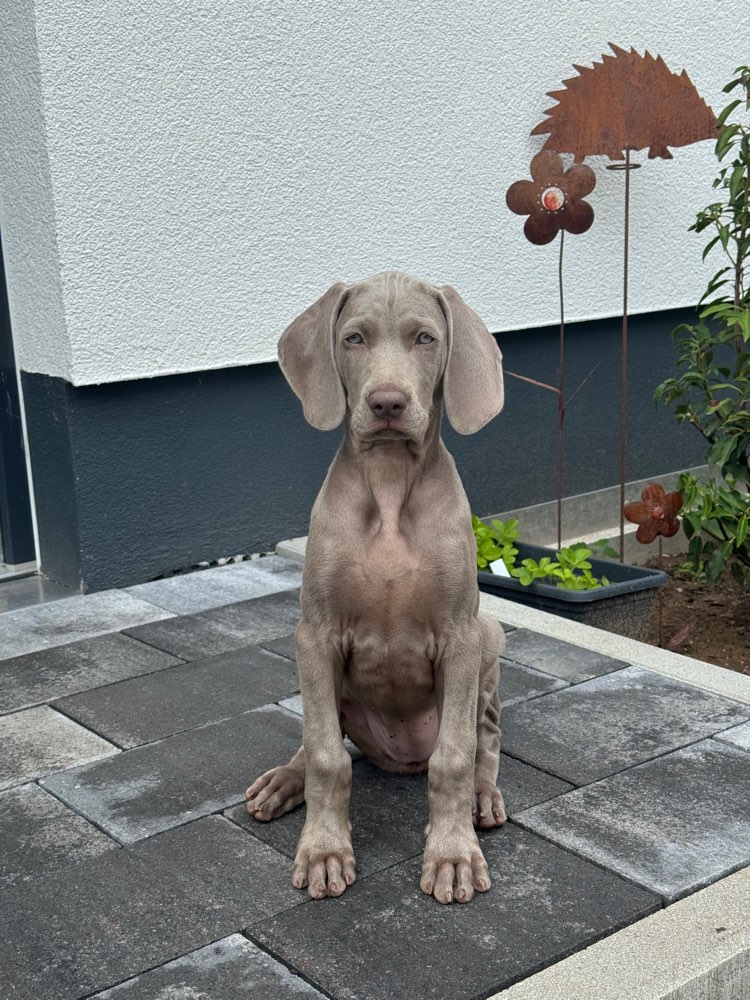 Hundetreffen-Welpentreffen-Profilbild