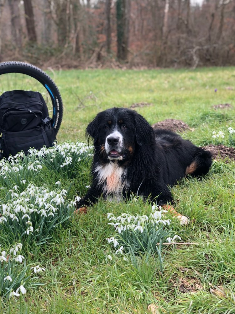 Hundetreffen-Spazieren und Spielen-Profilbild