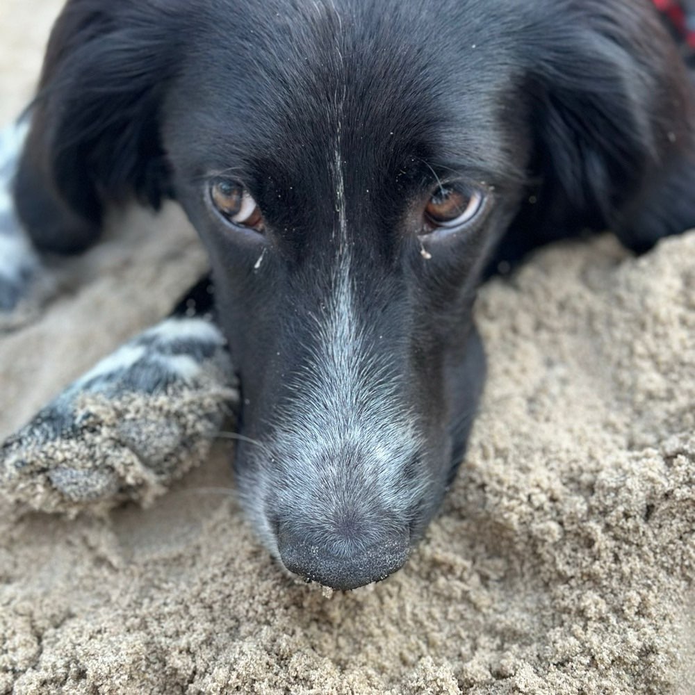 Hundetreffen-Hundefreunde & gemeinsame Aktivitäten gesucht-Profilbild