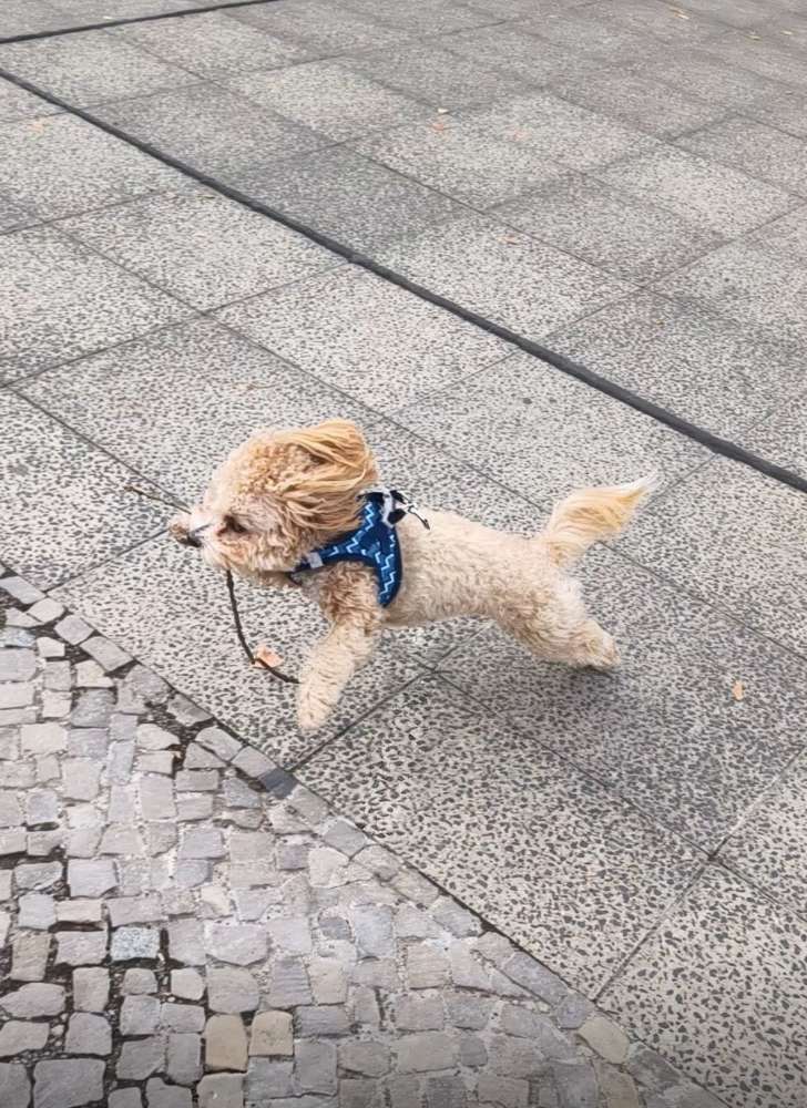 Hundetreffen-Hundefreilauffläche Barnackufer-Profilbild