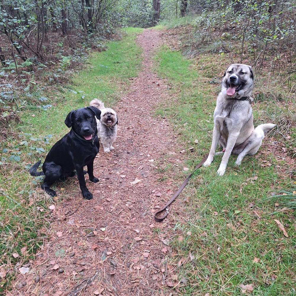 Hundetreffen-Hundefreunde gesucht-Profilbild