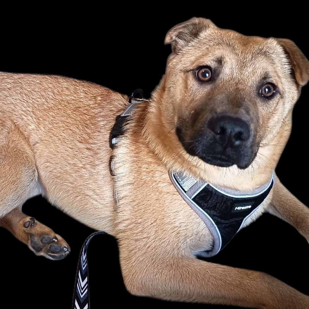 Hundetreffen-Spaziergang im Kottenforst-Profilbild