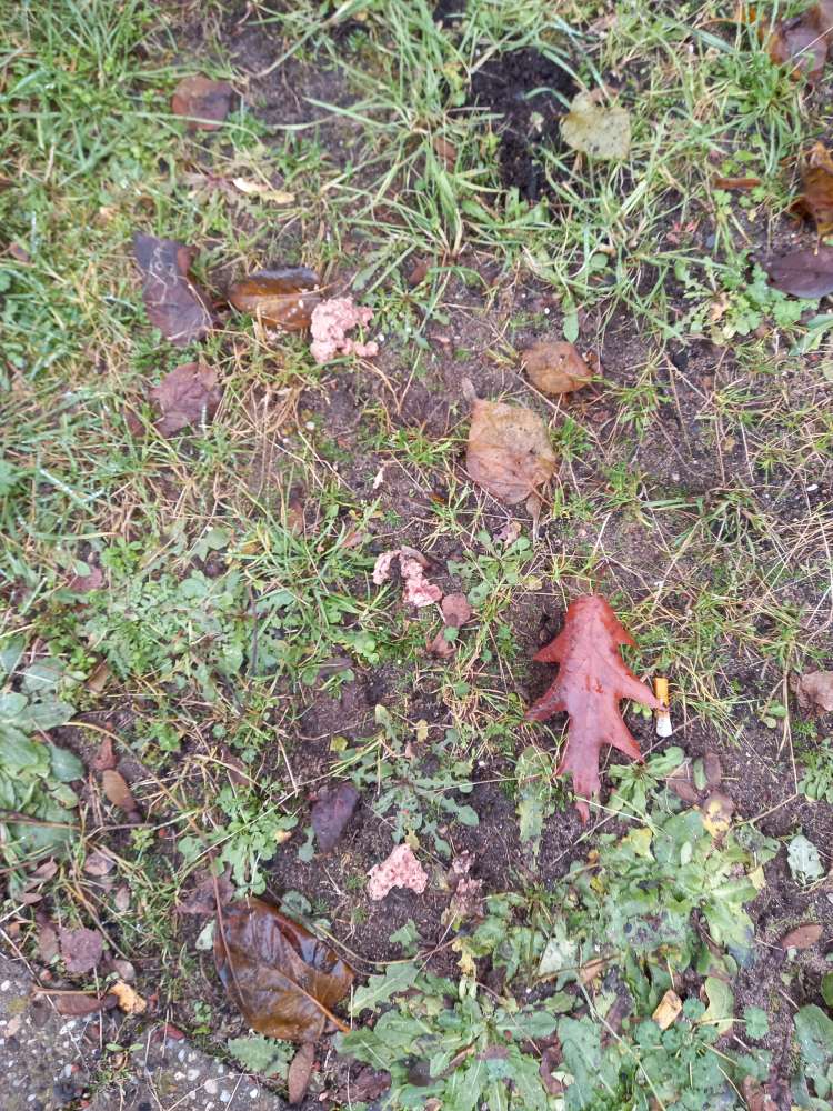 Giftköder-Hundefutter ausgelegt-Profilbild