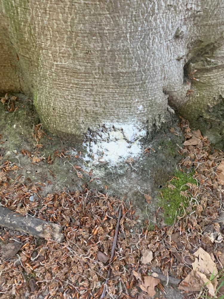 Giftköder-Weißes Pulver an Baum-Profilbild
