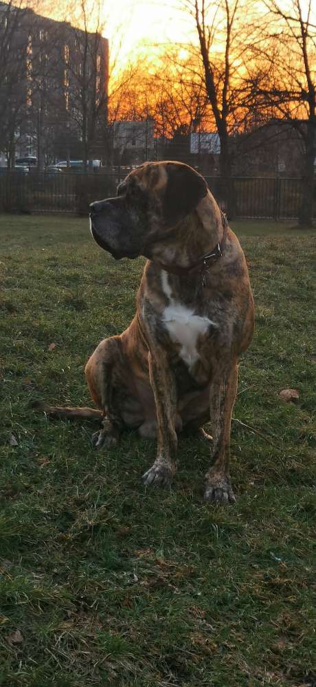 Hundetreffen-Neue Kumpels gesucht-Profilbild