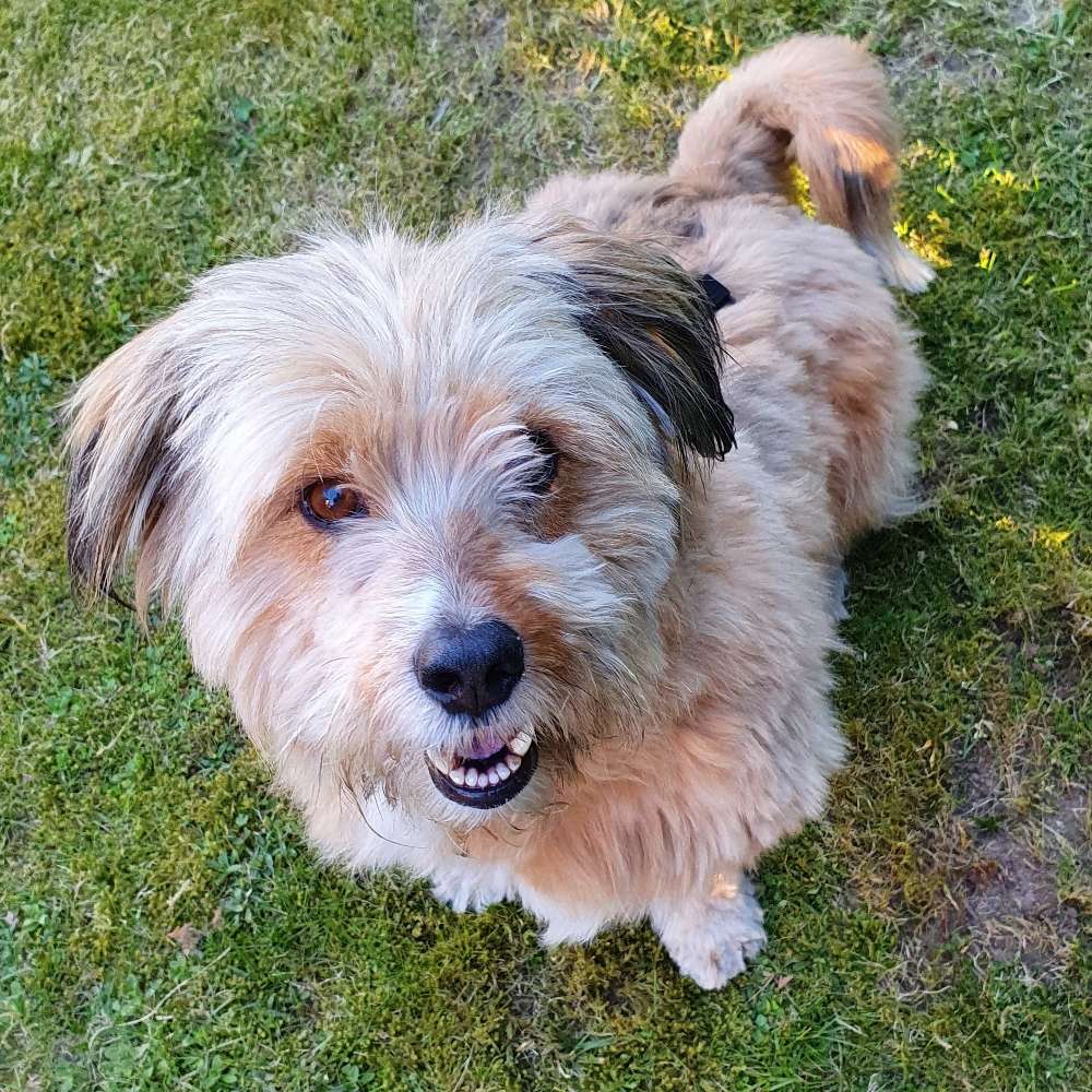 Hundetreffen-Spielen in und um Todesfelde-Profilbild