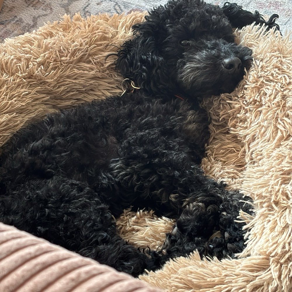 Hundetreffen-Suchen Begleiter für Gassi- & Spielrunden-Profilbild