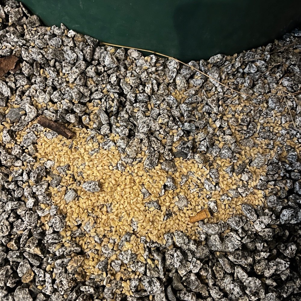 Giftköder-Komische Körner ausgestreut-Profilbild