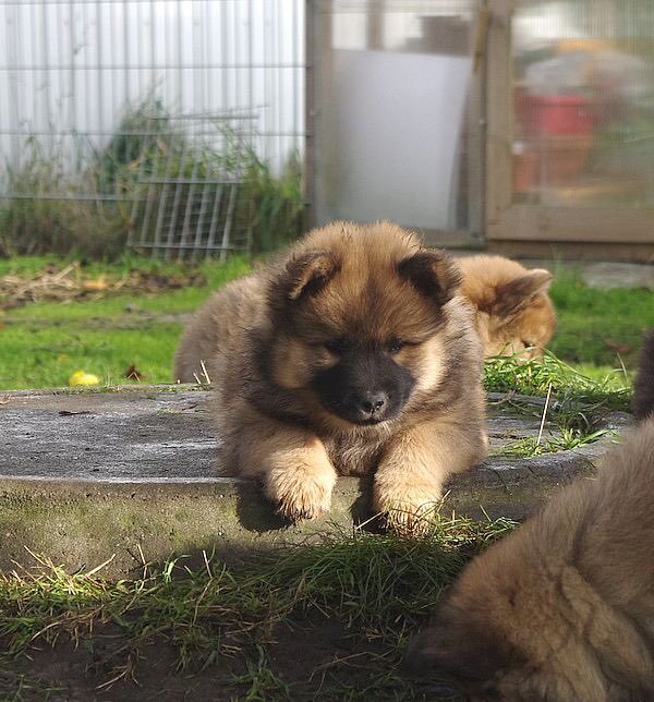Hundetreffen-Welpen-Spielrunden Osterrönfeld-Profilbild