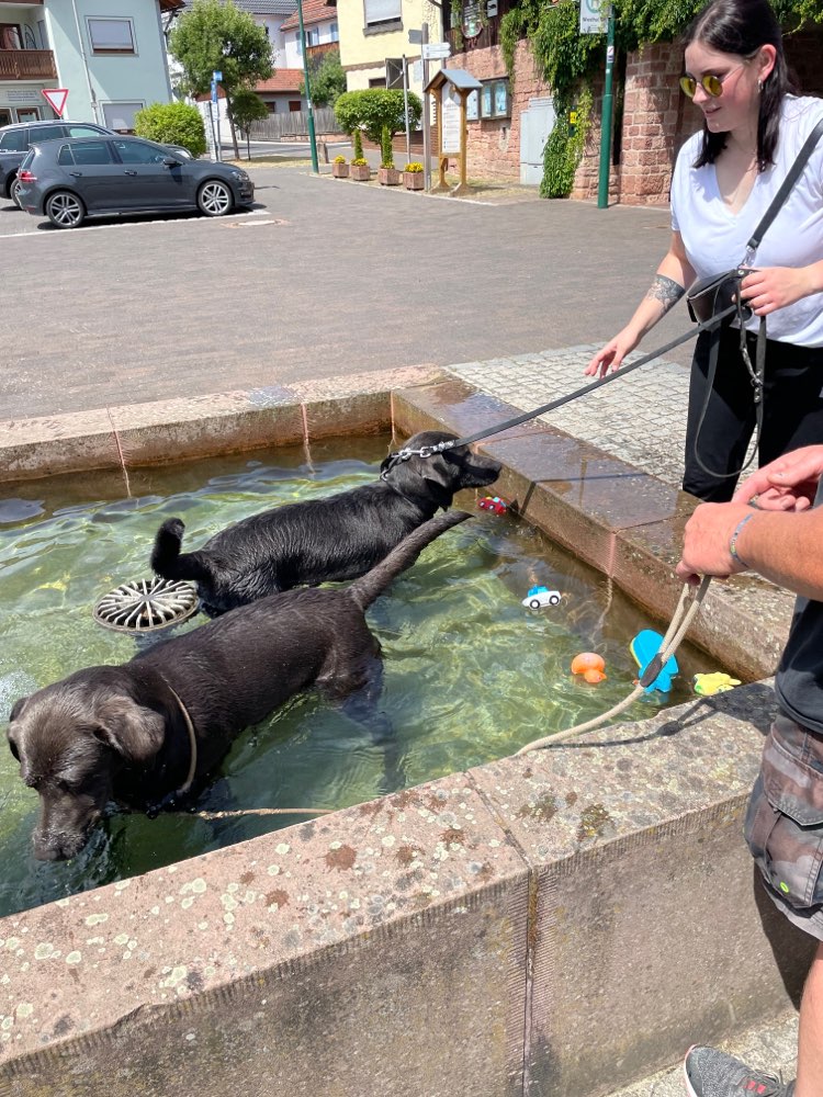 Hundetreffen-Gassi und Spielrunden-Profilbild