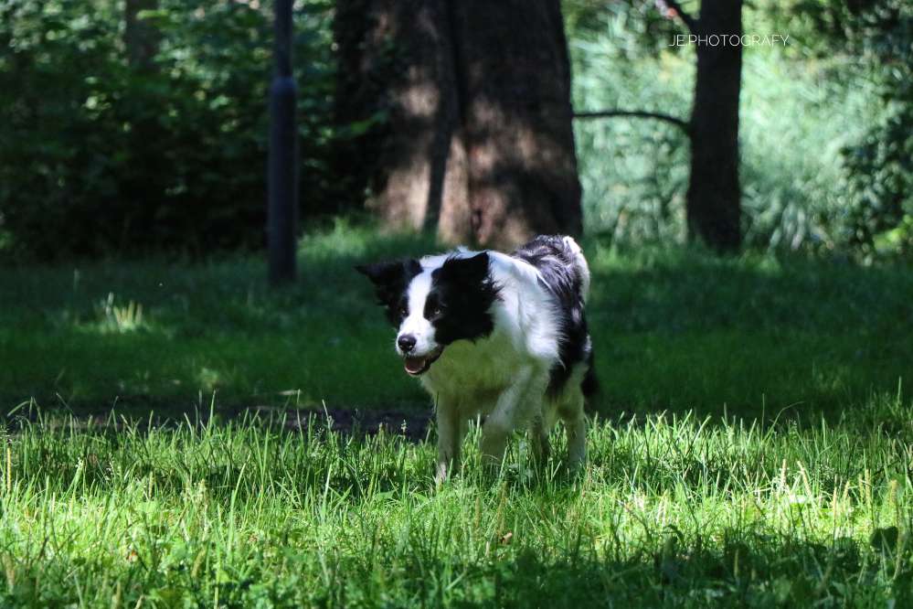Hundetreffen-Wanderfreunde gesucht-Profilbild