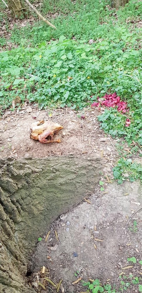 Giftköder-Verdacht auf Giftköderalarm-Profilbild