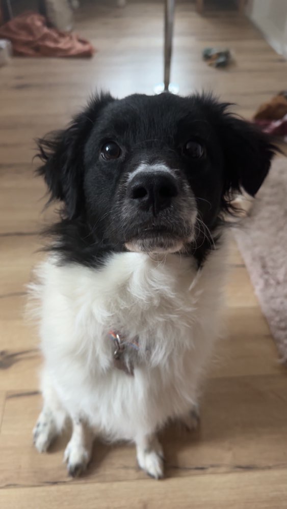 Hundetreffen-Spielpartner gesucht-Profilbild