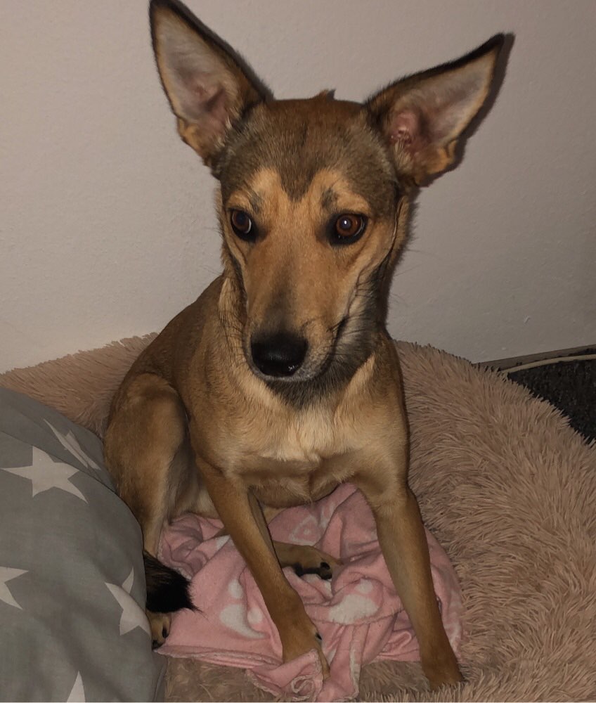 Hundetreffen-Niya sucht neue Freunde 😀-Profilbild