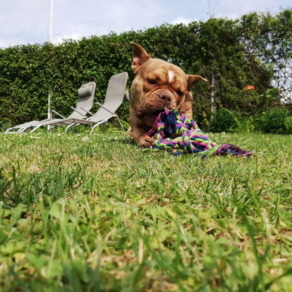 Hundetreffen-Treffen-Profilbild