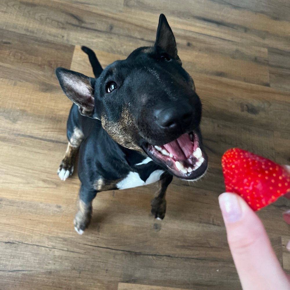 Hundetreffen-Gemeinsame Spaziergänge-Profilbild