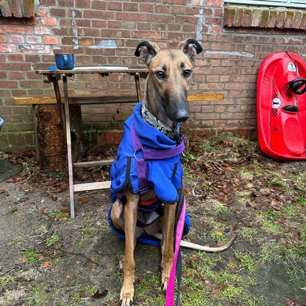 Hundetreffen-Galgo/Windhundetreffen-Profilbild