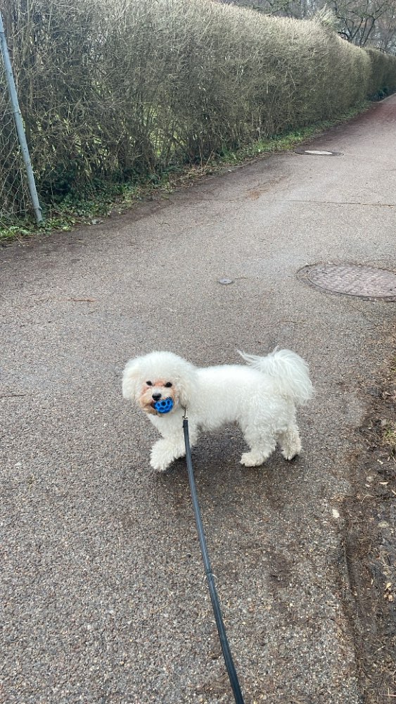 Hundetreffen-Spielkamerad gesucht-Profilbild
