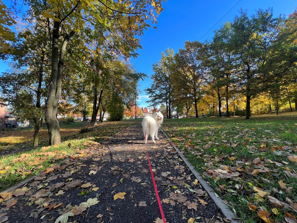 Hundetreffen-Spielfreunde gesucht-Profilbild