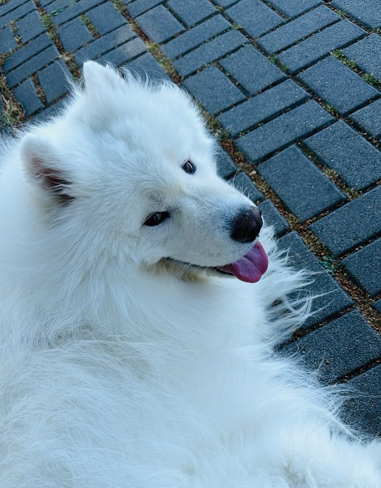 Hundetreffen-Neue Gassifreunde ☺️-Profilbild