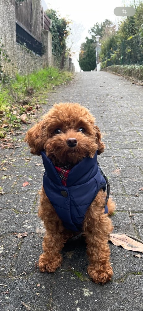 Hundetreffen-Spielgefährten und Gassifreunde gesucht!-Profilbild